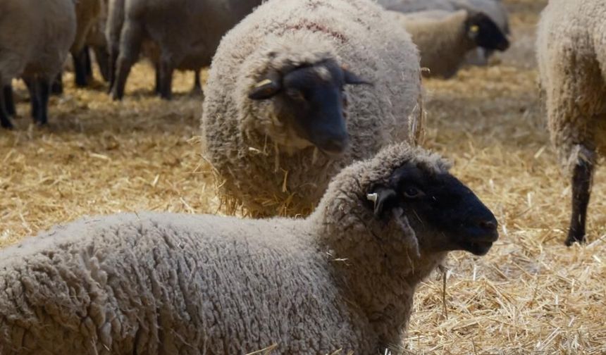 Yılların Merinos Koyunu'na yeni etçil rakip geldi: Bandırma Koyunu