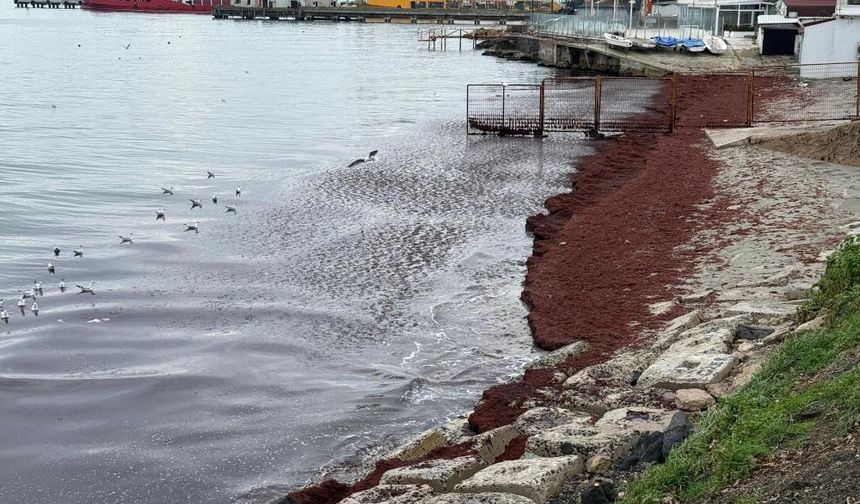 Poyraz sahili kırmızıya boyadı