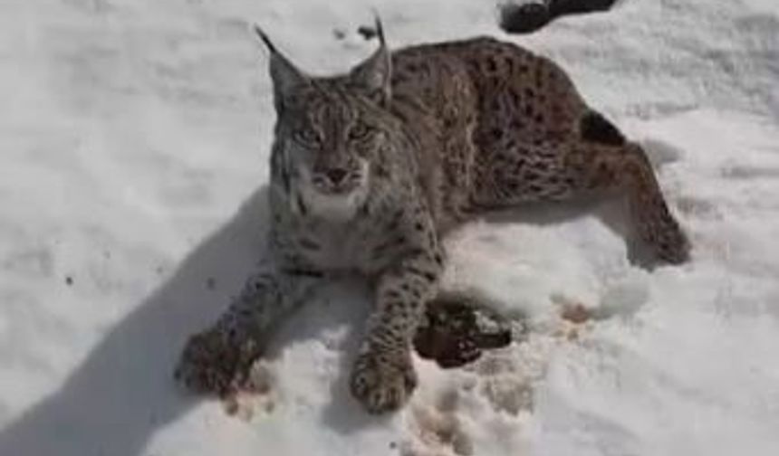 Yaralı vaşağı gören tır şoförü ‘İnsanlık ölmemiş’ dedirtti