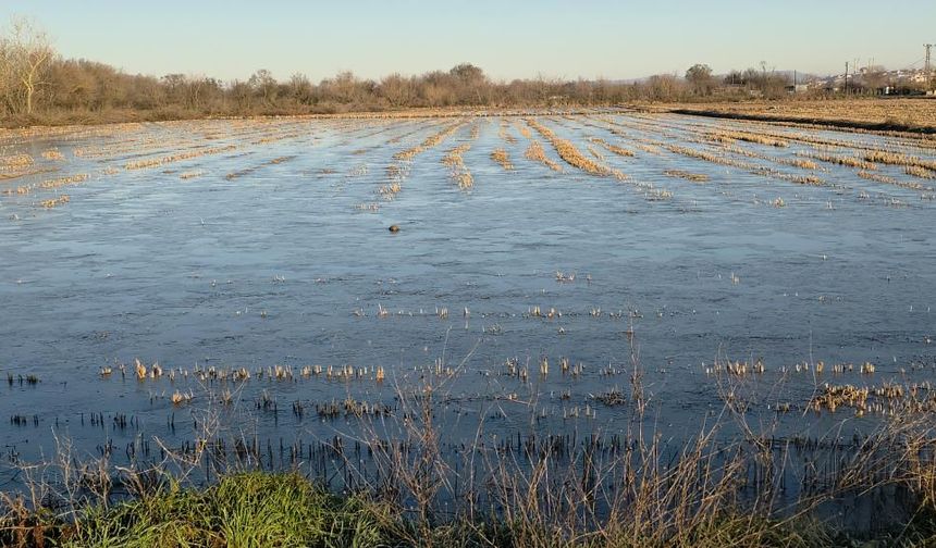 Taşkın sularının kapladığı tarım arazileri buz tuttu