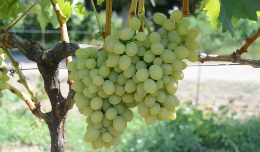 Tekirdağ'da "Günışığı" üzümü tescillendi
