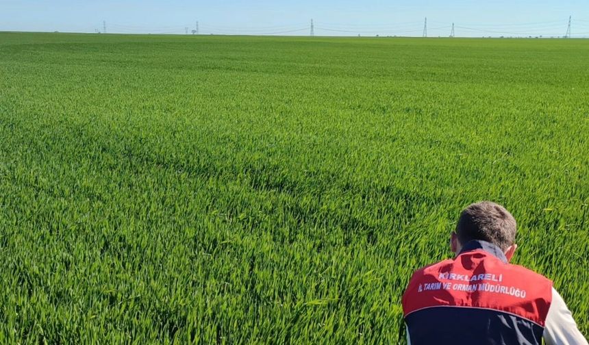 Pınarhisar’da Hububat Tarlalarında Kontrol