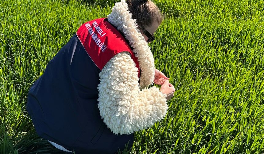 Lüleburgaz’da Hububat Alanlarında Sıkı Takip