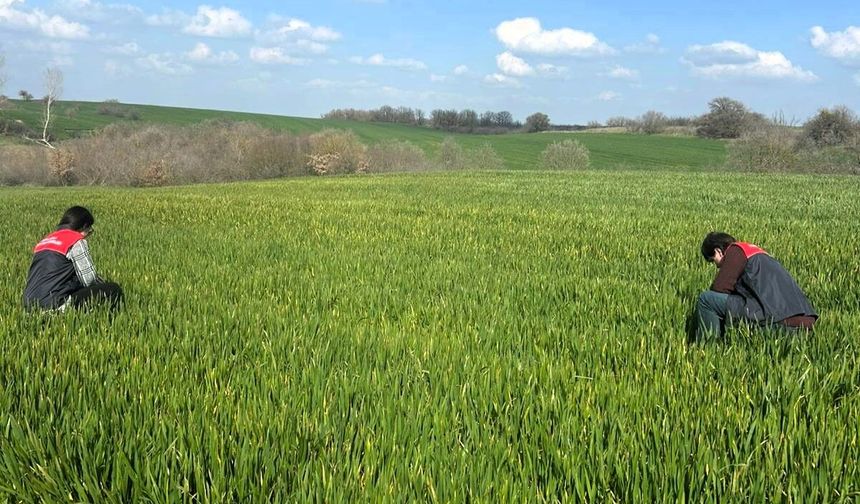Buğday Tarlalarında Saha Çalışması