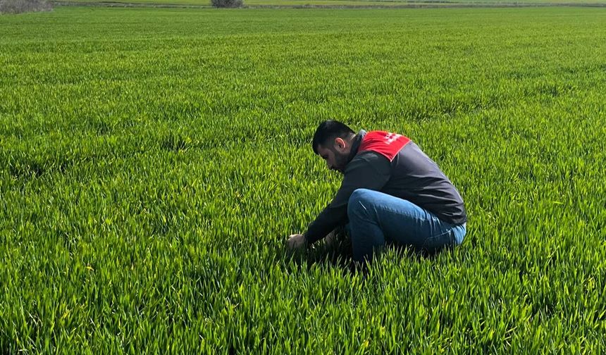 Buğday Tarlalarında Denetimler Sürüyor