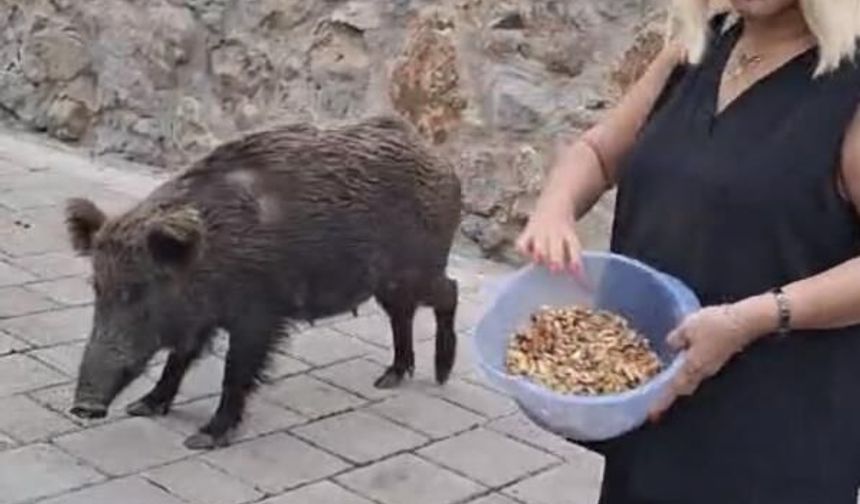 Safiye Soyman kapısına gelen domuzu elleriyle besledi