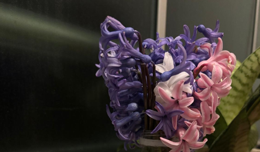 Sümbül Çiçekleri Baharın Müjdecisi Oldu