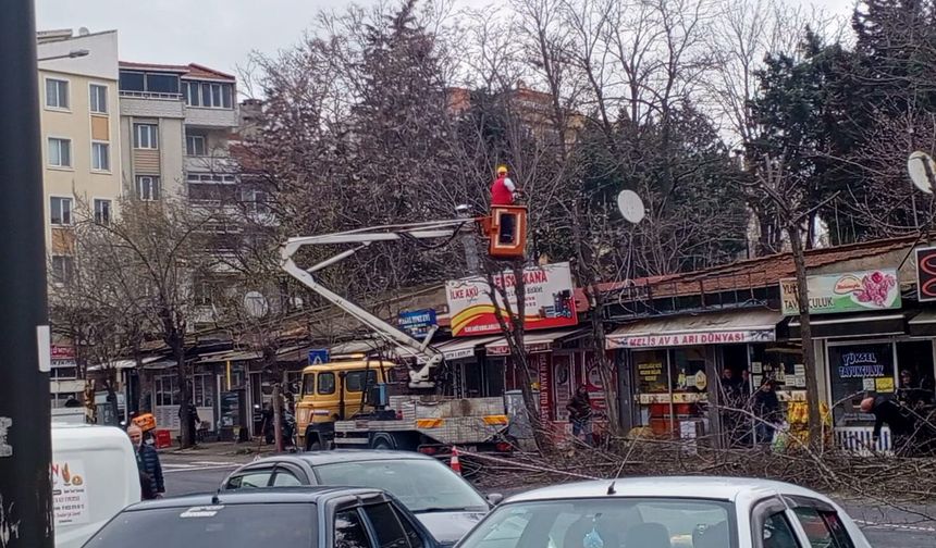 Selim Sarıkaya Caddesi'nde Ağaç Budama Çalışması