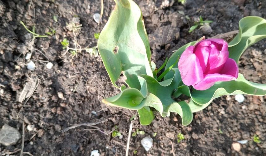 Kırklareli’nde Laleler Açtı