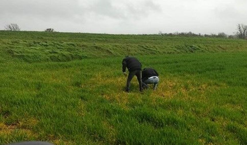 Kofçaz’da Hububat Alanlarında Kontroller Sürüyor