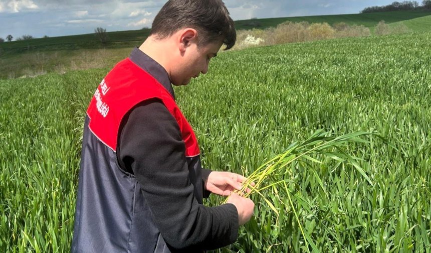 Pehlivanköy’de Buğday Tarlaları Kontrol Edildi