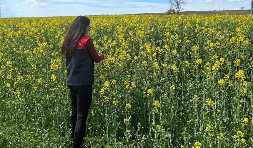 Pehlivanköy’de Kanola Tarlalarında Fenolojik Takip