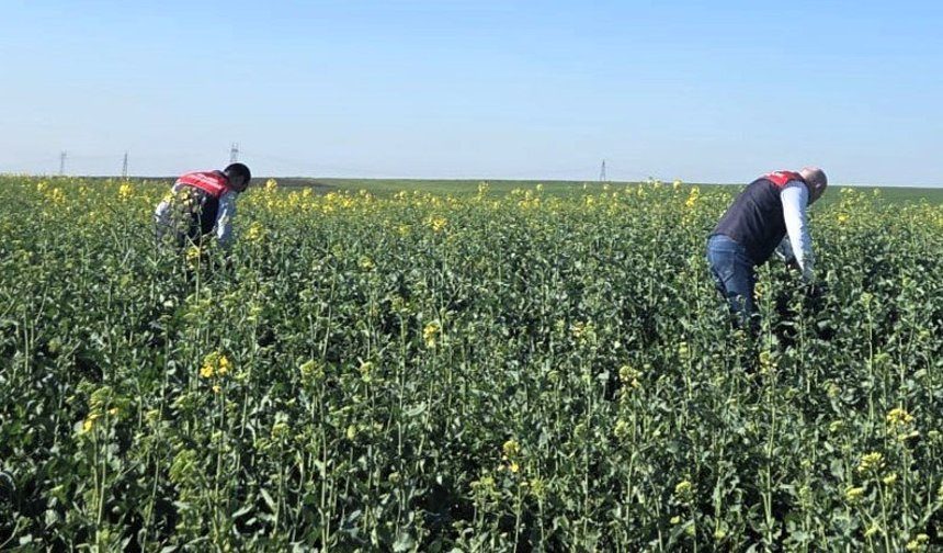 Kanola Tarlalarında Fenolojik Takip Yapıldı