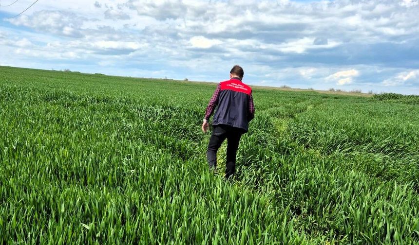 Hububat Alanlarında Fenolojik İnceleme