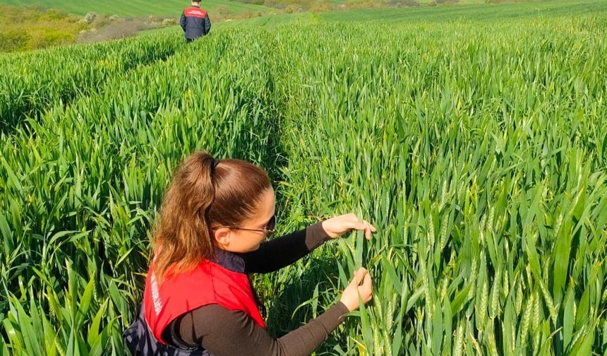 Pehlivanköy’de Süne Survey Çalışmaları Başladı