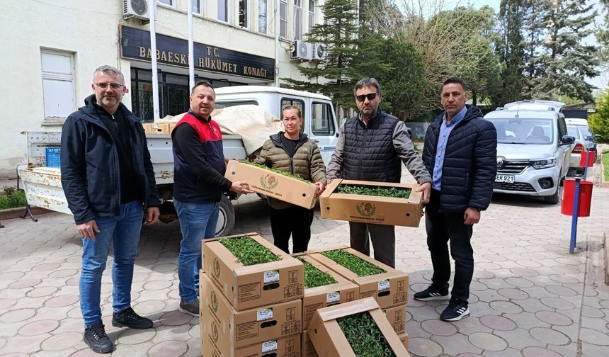 Babaeski’de Hibe Destekli Domates Fidesi Dağıtıldı