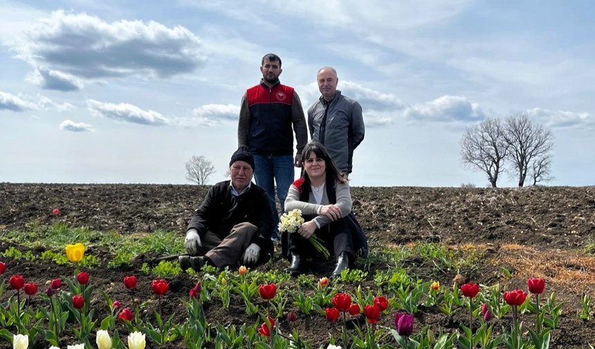 Vize’de Lale Soğanı Üretimine Teknik İnceleme