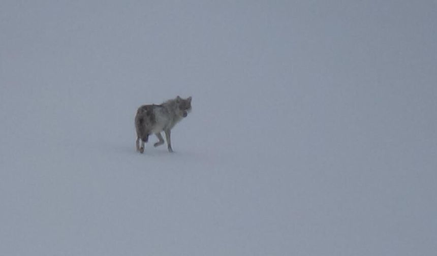 Kars’ta karla kaplı arazide yalnız kurt: Kamerayı fark edince gözden kayboldu