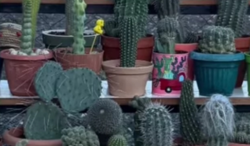 Kaktüsler Kırklareli’nde Mekânları Süslüyor