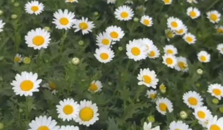 Kırklareli’nde Papatyalar Baharın Müjdecisi Oldu