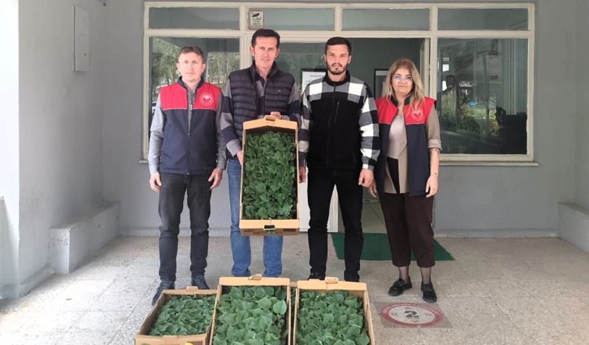 Lüleburgaz’da Hıyar Fideleri Dağıtıldı