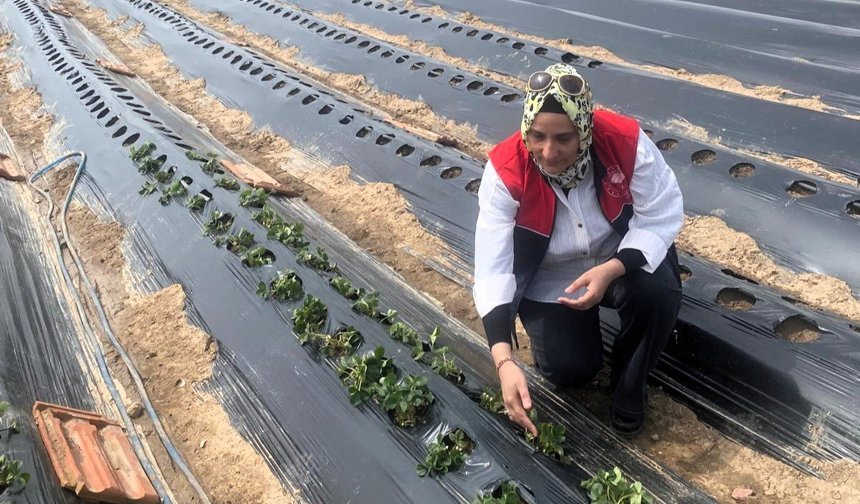 Çilek Üretim Alanlarında Hastalık ve Zararlı Denetimi