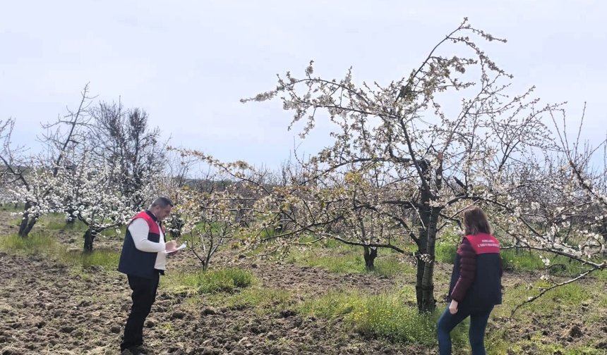 Meyve ve Bağ Alanlarında Planlama Çalışmaları Devam Ediyor