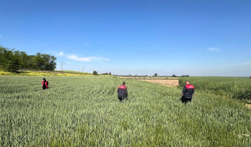 Kırklareli’nde Süne Zararlısına Yönelik Sürvey Çalışmaları Sürüyor