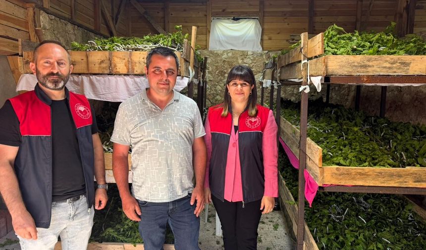 Vize’de İpek Böceği Yetiştiriciliği Sürüyor