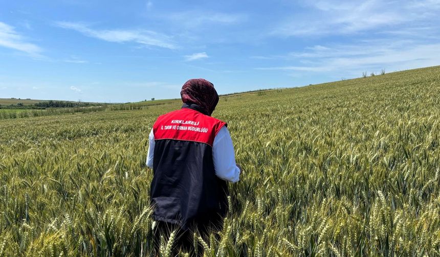 Hububat Tarlalarında Süne Takibi Başladı