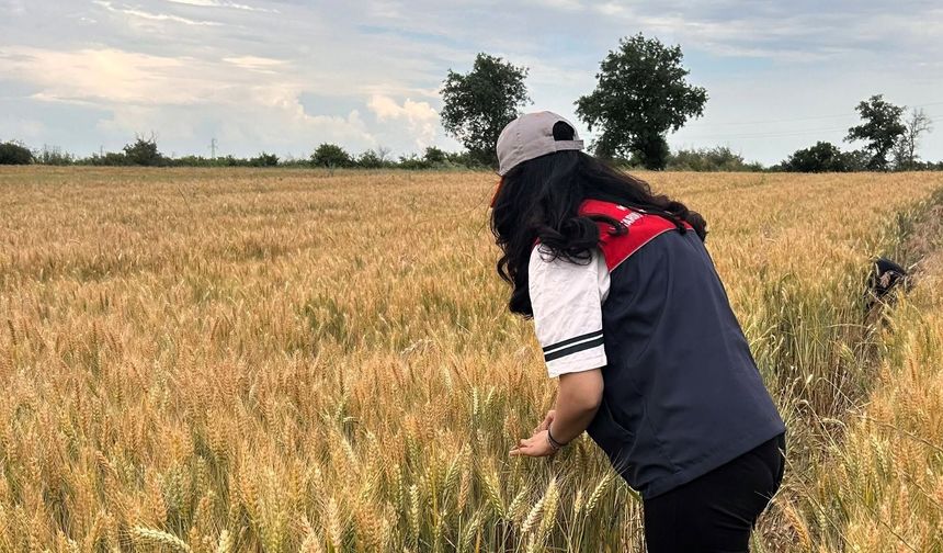 Süne Mücadelesinde Nimf Sürveyi Sürüyor