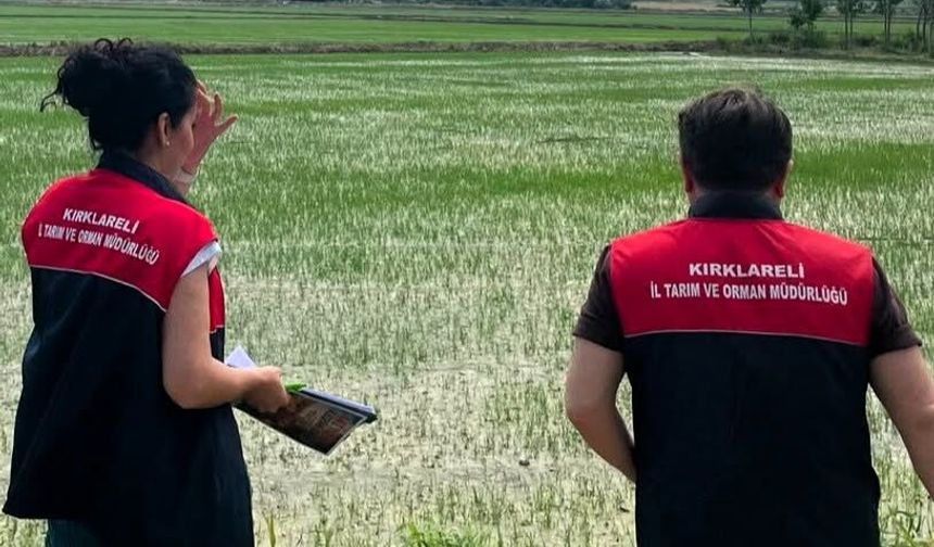 Pehlivanköy’de Çeltik Tarlalarında Kontroller Sürüyor