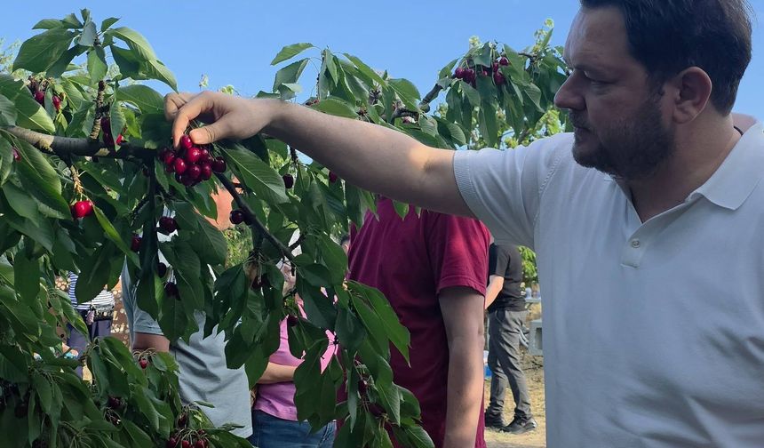 Pınarhisar’da Kiraz Hasadı Etkinliği Düzenlendi