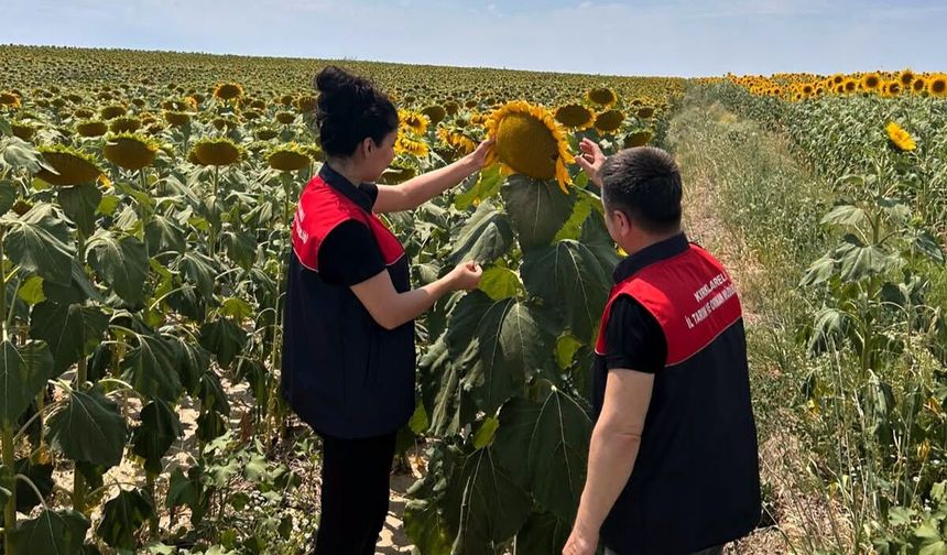Pehlivanköy’de Ayçiçeği Tarlalarında Fenolojik Gözlem