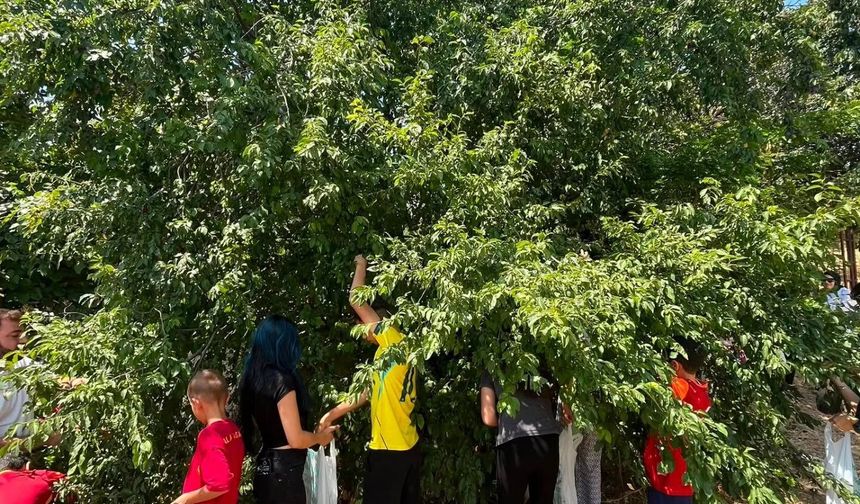 Çocuklar Bahçede Mevsim Meyvelerini Topladı