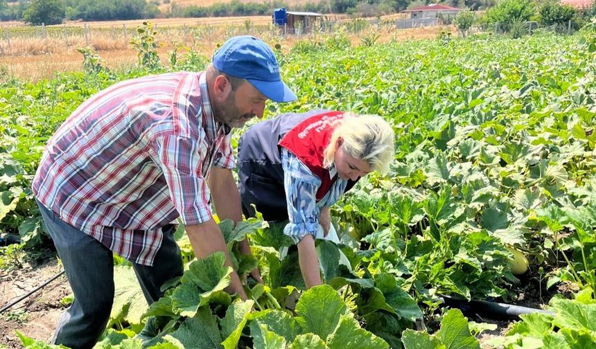 Eskitaşlı’da Çerezlik Kabak Demonstrasyon Alanı İncelendi