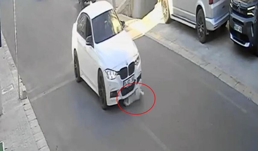 Tekirdağ'da mahallenin maskotu Yumak'a araba çarptı