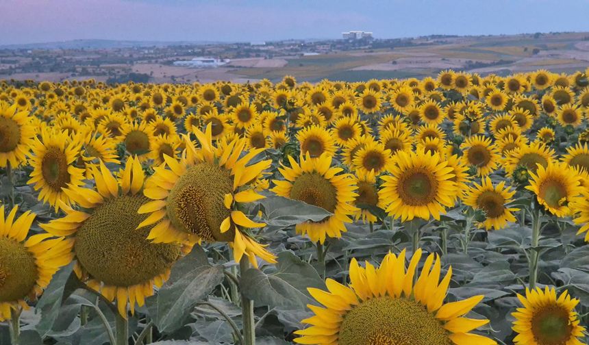 Tekirdağ'da ayçiçeği tarlaları görsel şölene dönüştü