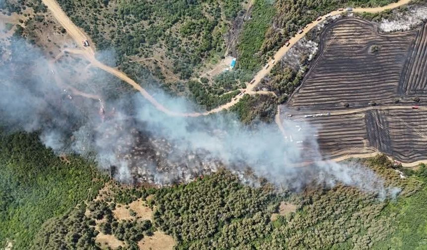Tekirdağ'da anız yangını ormana sıçradı: Havadan ve karadan müdahaleyle kontrol altına alındı