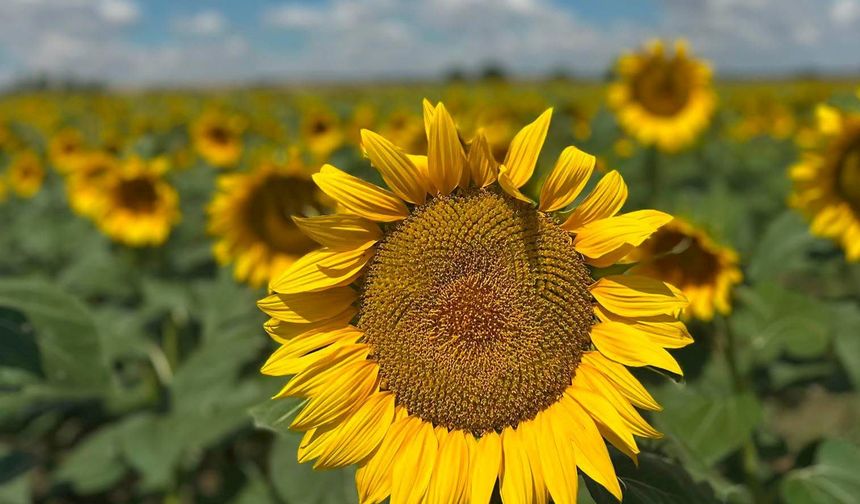 Vize, Ayçiçekleriyle Sarardı