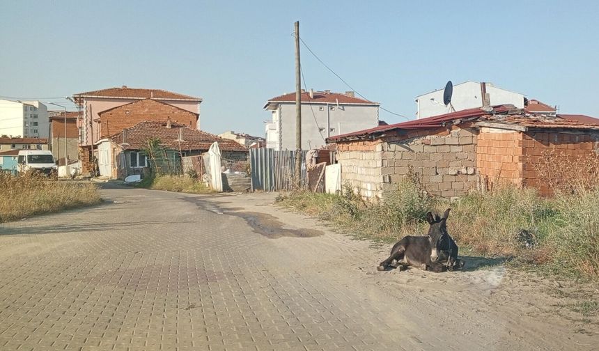 Yol Kenarında Dinlenen Eşek Gülümsetti