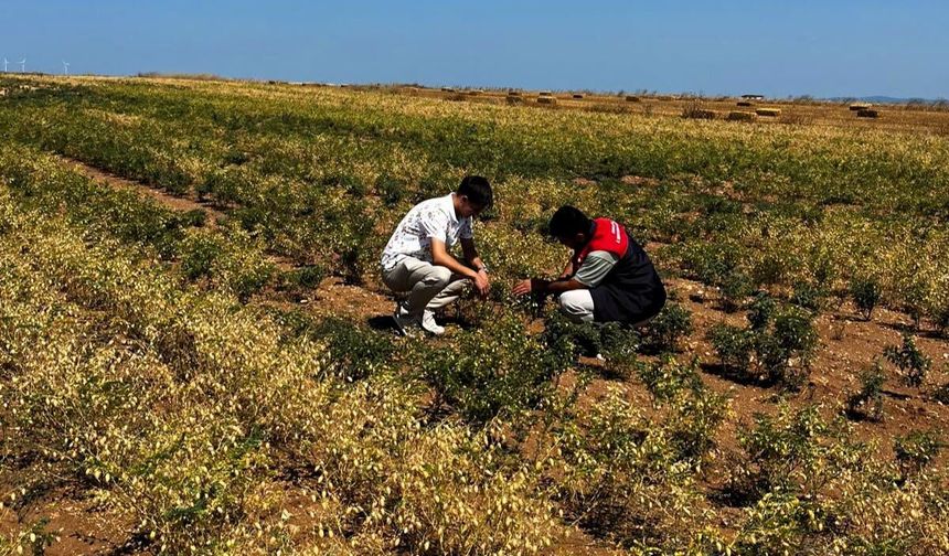 Altın Nohut Projesi’nde Saha Kontrolleri Sürüyor