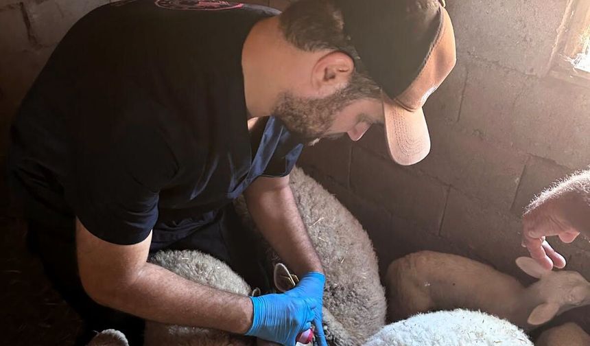 Lüleburgaz’da Zoonoz Hastalıklara Karşı Aşılama Sürüyor
