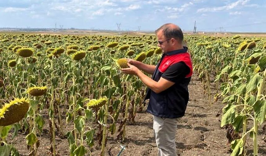 Lüleburgaz'da Ayçiçeği Deneme Tarlası İncelendi