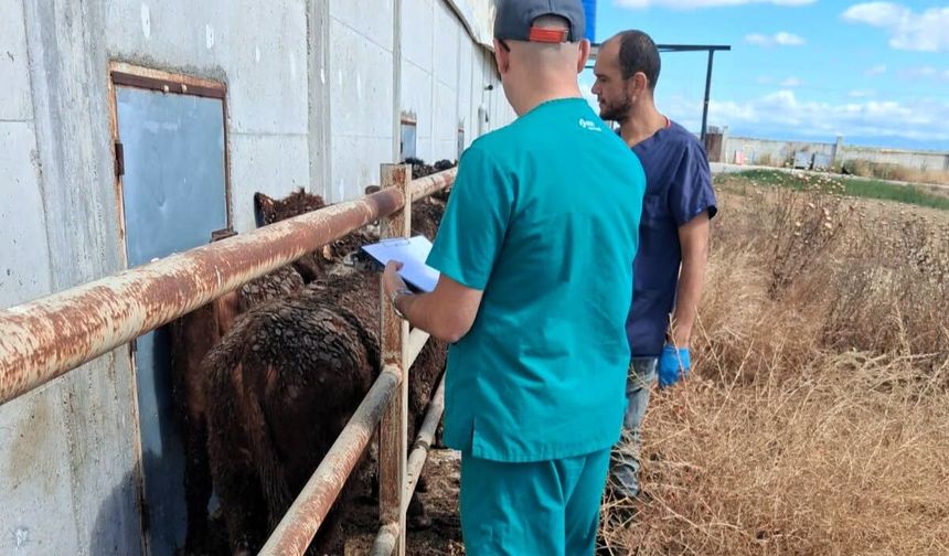 Lüleburgaz'da Büyükbaş Hayvan Sağlığı Kontrolleri Sürüyor