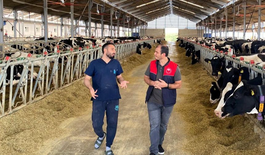 Pınarhisar’da Üçüz Buzağı Sevinci
