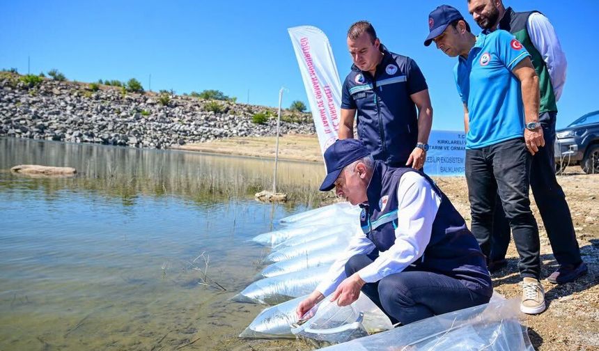 Kırklareli Barajı’na 450 Bin Sazan Yavrusu Bırakıldı