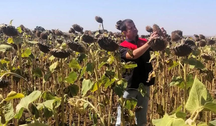 Kırklareli’nde Yerli Hibrit Ayçiçeği Ekimleri Kontrol Ediliyor