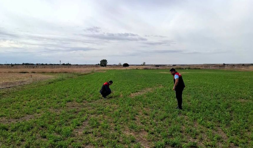 Lüleburgaz’da Yem Bitkisi Desteklemesi Kontrolleri Sürüyor