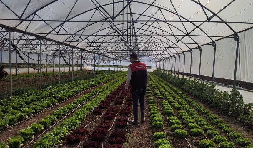 Pınarhisar’da Örtü Altı Üretime Teknik Destek